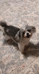 Found/Stray Female Dog last seen Santa Ana Way, Duncan, SC, Spartanburg County, SC 29334