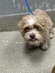 Shelter Stray Female Dog last seen Near BLOCK E LAKE MEAD BLVD, LAS VEGAS NV 89156, 655 N Mojave Rd, Las Vegas, NV 89101, USA