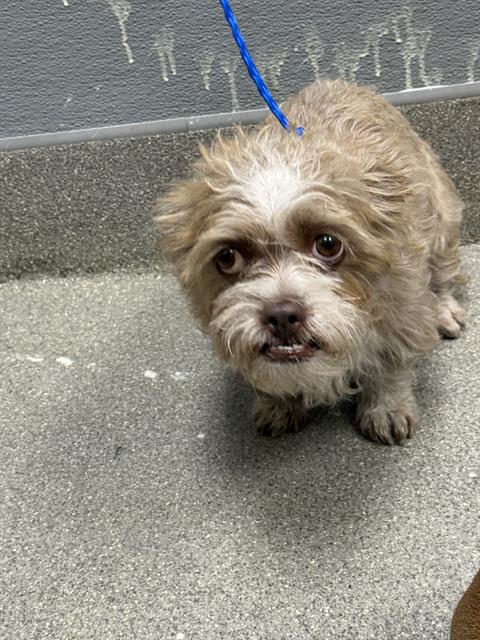 Shelter Stray Female Dog last seen Near BLOCK E LAKE MEAD BLVD, LAS VEGAS NV 89156, 655 N Mojave Rd, Las Vegas, NV 89101, USA