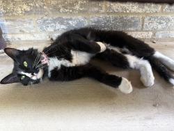 Found/Stray Unknown Cat last seen Hemphill, Fort Worth, TX 76134