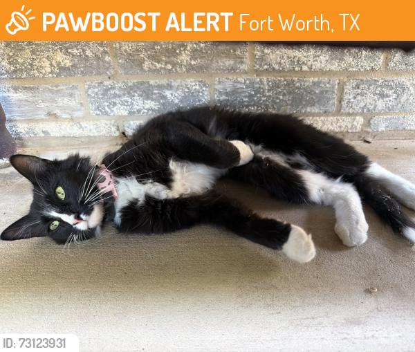 Found/Stray Unknown Cat last seen Hemphill, Fort Worth, TX 76134
