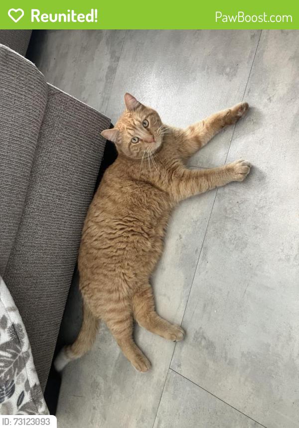 Reunited Male Cat last seen Near west 200 north bountiful, Bountiful, UT 84010