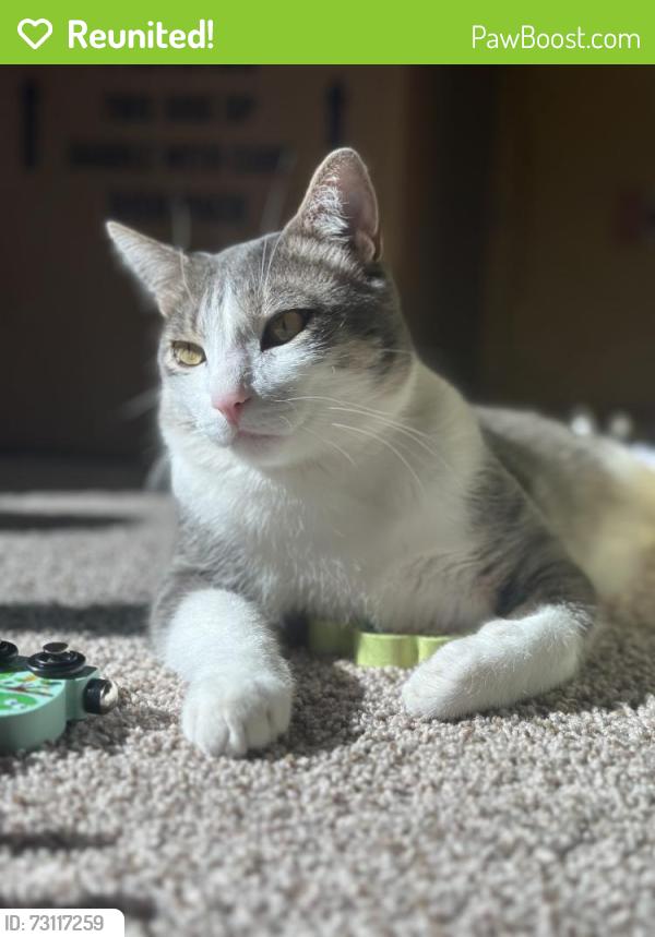 Reunited Male Cat last seen The Vineyards community (Fining Ct), Lexington, NC 27295