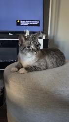Reunited Female Cat last seen Neosho and Skywalker, Las Vegas, NV 89120
