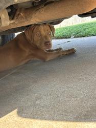 Found/Stray Female Dog last seen Near braums off of 44th and sunnylane, Del City, OK 73115