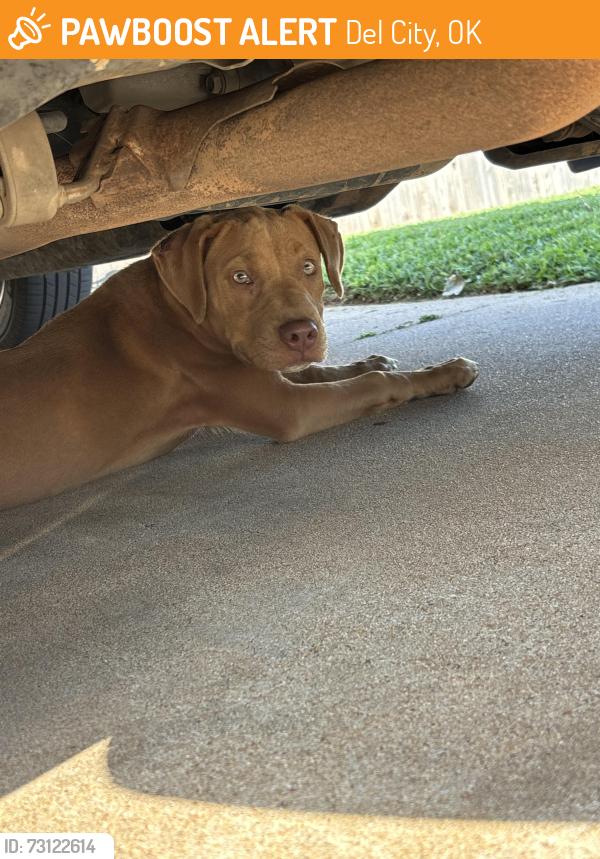 Found/Stray Female Dog last seen Near braums off of 44th and sunnylane, Del City, OK 73115