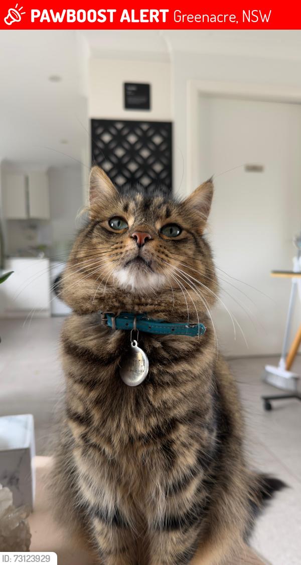 Lost Male Cat last seen Waterloo road Greenacre nsw 2190, Greenacre, NSW 2190