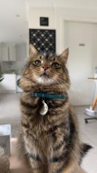 Lost Male Cat last seen Waterloo road Greenacre nsw 2190, Greenacre, NSW 2190