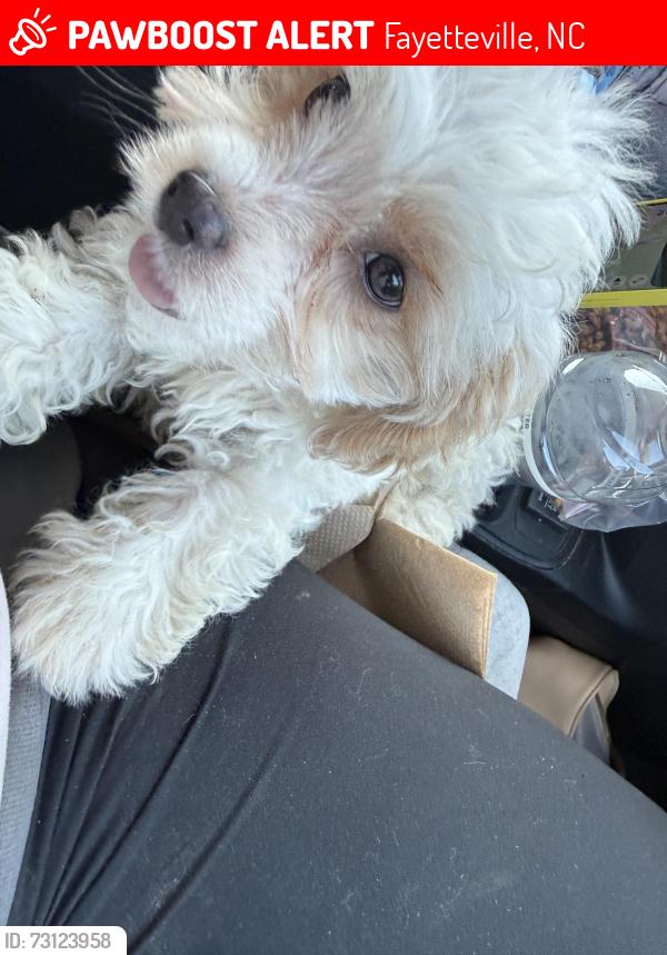 Lost Female Dog last seen Ponderosa and popular dr, Fayetteville, NC 28304
