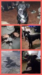Lost Male Dog last seen Lakeside apmts, Atlanta, GA 30349