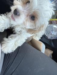 Lost Female Dog last seen Ponderosa and popular dr, Fayetteville, NC 28304