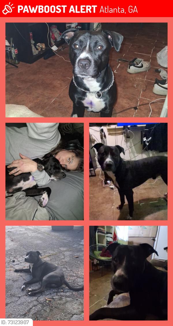 Lost Male Dog last seen Lakeside apmts, Atlanta, GA 30349