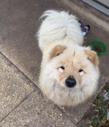 Reunited Female Dog last seen Repoll and hunters ridge, Mobile, AL 36695