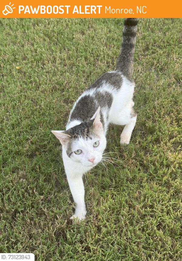Found/Stray Unknown Cat last seen Cresswind community on Potter Rd, Monroe, NC 28110