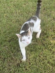 Found/Stray Unknown Cat last seen Cresswind community on Potter Rd, Monroe, NC 28110