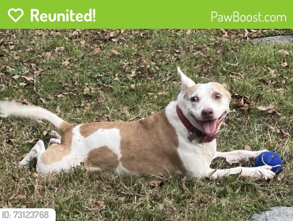 Reunited Female Dog last seen Woodrow Wilson Highschool, Dallas, TX 75214