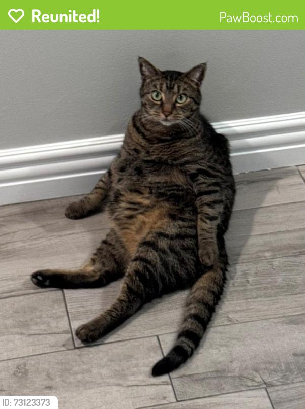 Reunited Male Cat last seen Carinthia Dr. and Brookmeade Dr., Whittier, Whittier, CA 90601