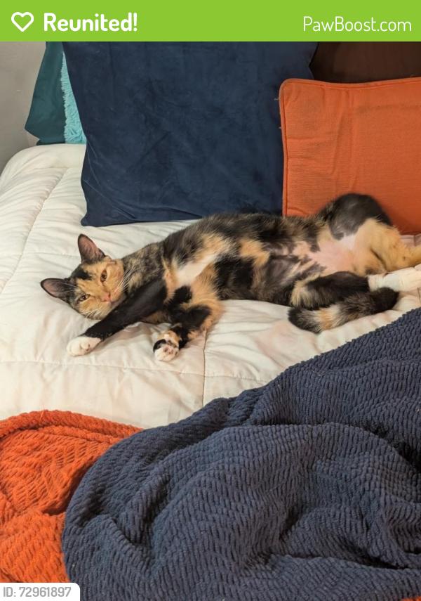 Reunited Female Cat last seen 16th Street N x 11 Ave N, St. Petersburg, FL 33705