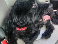 Found/Stray Male Dog last seen Near and halsey, Shawnee, KS 66216