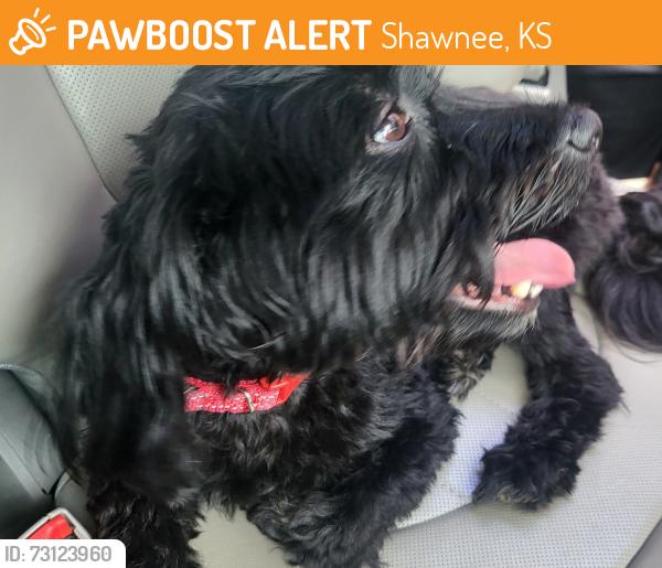 Found/Stray Male Dog last seen Near and halsey, Shawnee, KS 66216