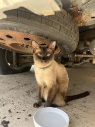 Found/Stray Unknown Cat last seen Riverwalk Neighborhood, Hutto, TX 78634