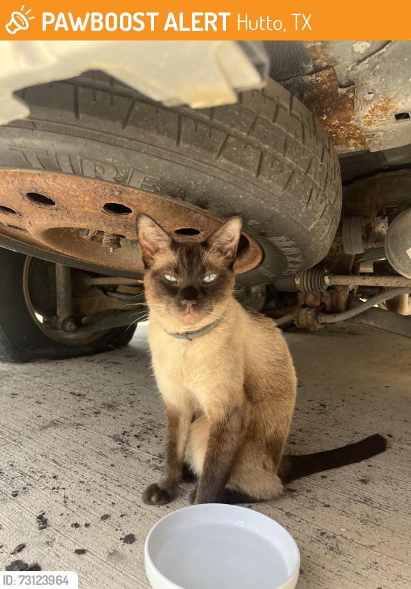 Found/Stray Unknown Cat last seen Riverwalk Neighborhood, Hutto, TX 78634