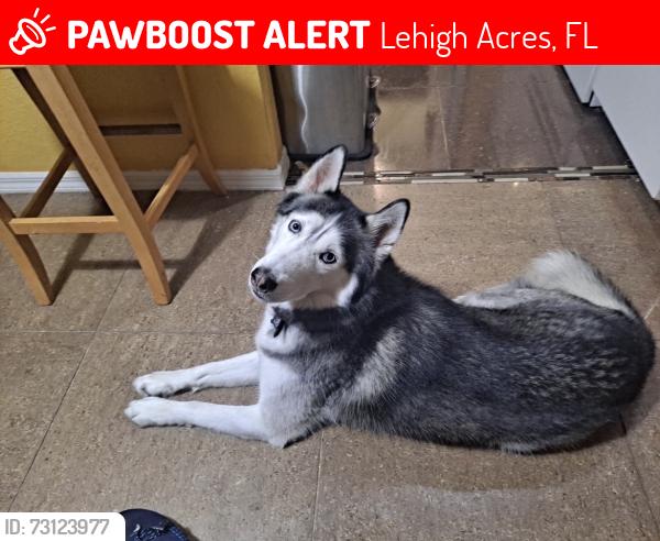 Lost Male Dog last seen Zelda, Lehigh Acres, FL 33976