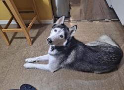 Lost Male Dog last seen Zelda, Lehigh Acres, FL 33976