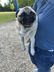 Reunited Male Dog last seen By lattawood park in bellevue, Bellevue, WA 98006