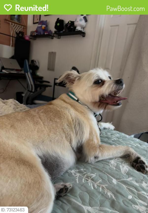 Reunited Female Dog last seen Laredo Dr & Irving, McCordsville, IN 46055