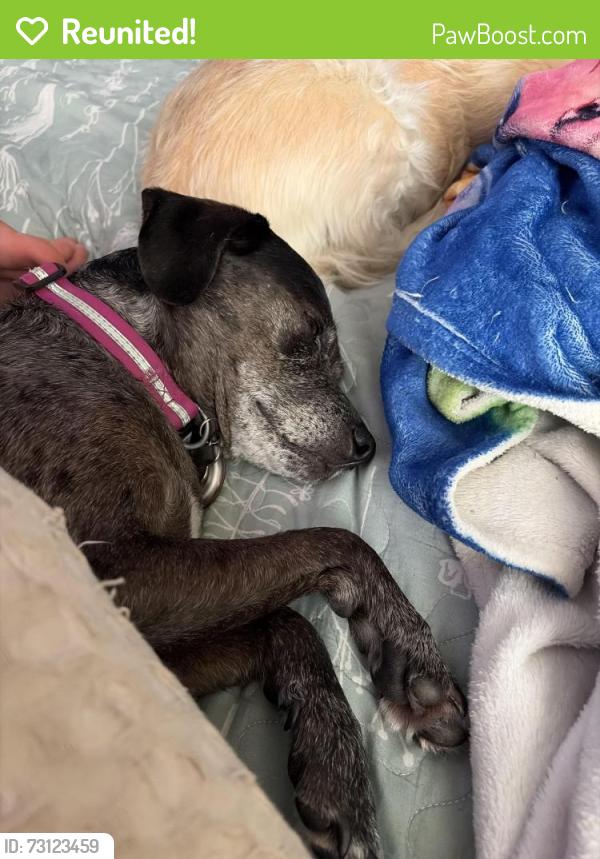 Reunited Female Dog last seen Laredo Dr & Irving, McCordsville, IN 46055