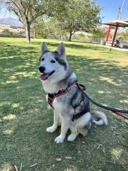 Reunited Female Dog last seen El Paso high school, El Paso, TX 79902
