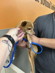 Found/Stray Male Dog last seen Bruce & E El Campo Grande Ave, North Las Vegas, NV 89081