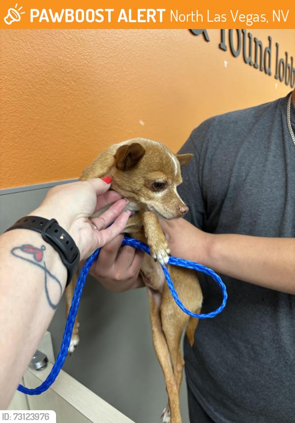 Found/Stray Male Dog last seen Bruce & E El Campo Grande Ave, North Las Vegas, NV 89081