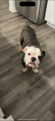 Lost Male Dog last seen Ford road, Bryceville, FL 32009