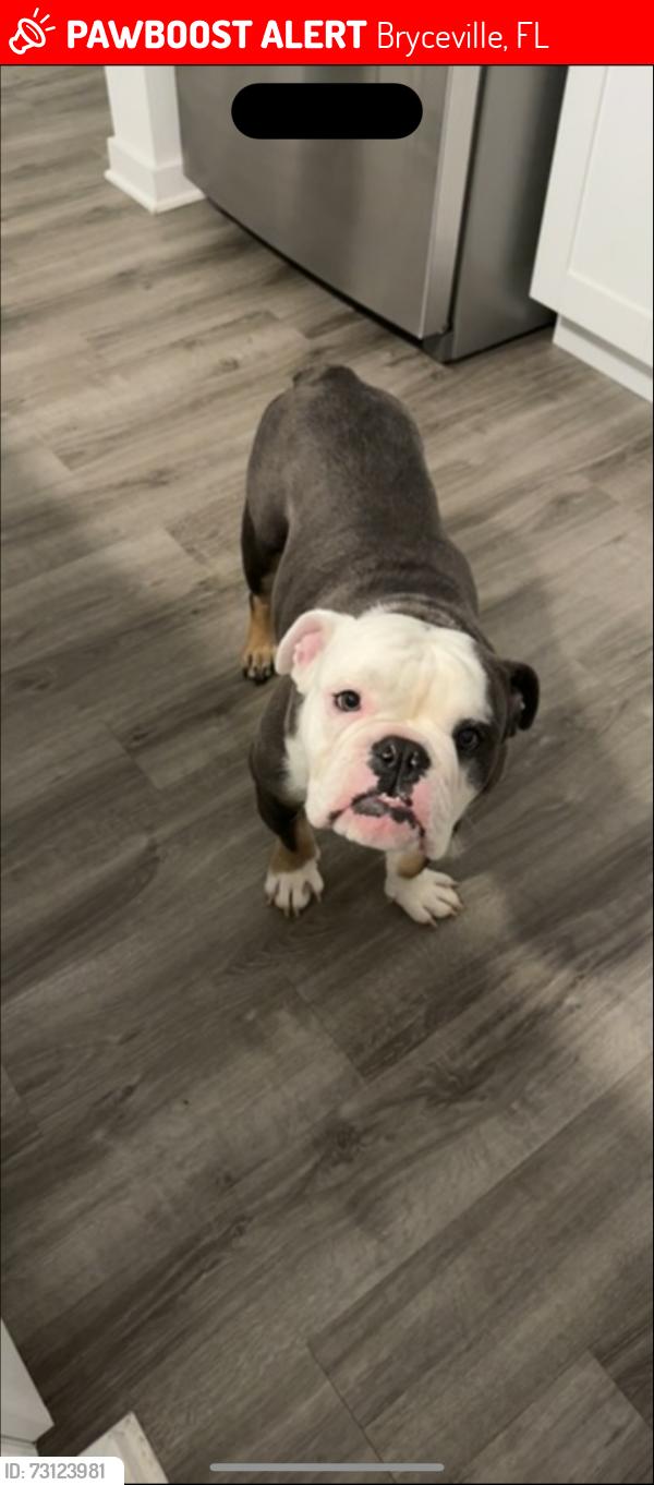 Lost Male Dog last seen Ford road, Bryceville, FL 32009