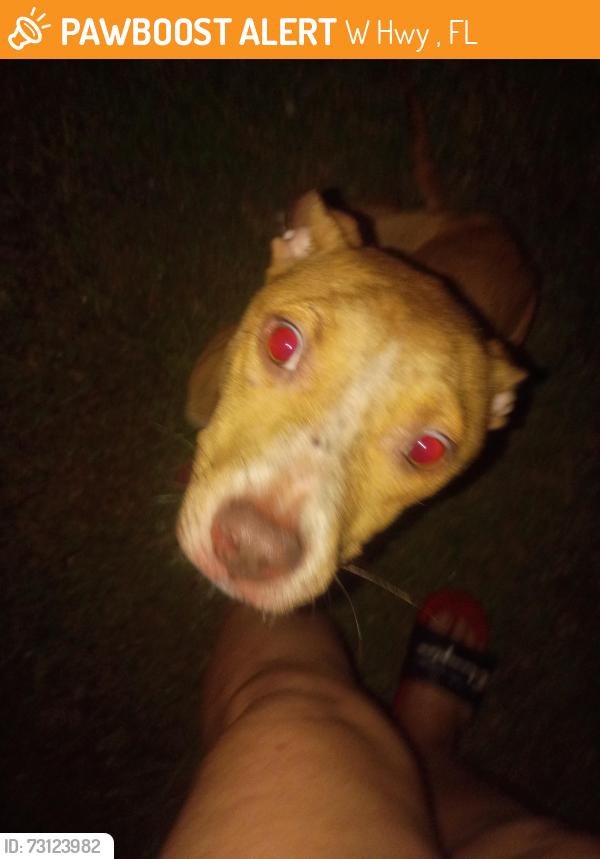 Found/Stray Female Dog last seen Pilot Arby's, W Hwy 326, FL 34482