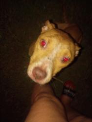 Found/Stray Female Dog last seen Pilot Arby's, W Hwy 326, FL 34482