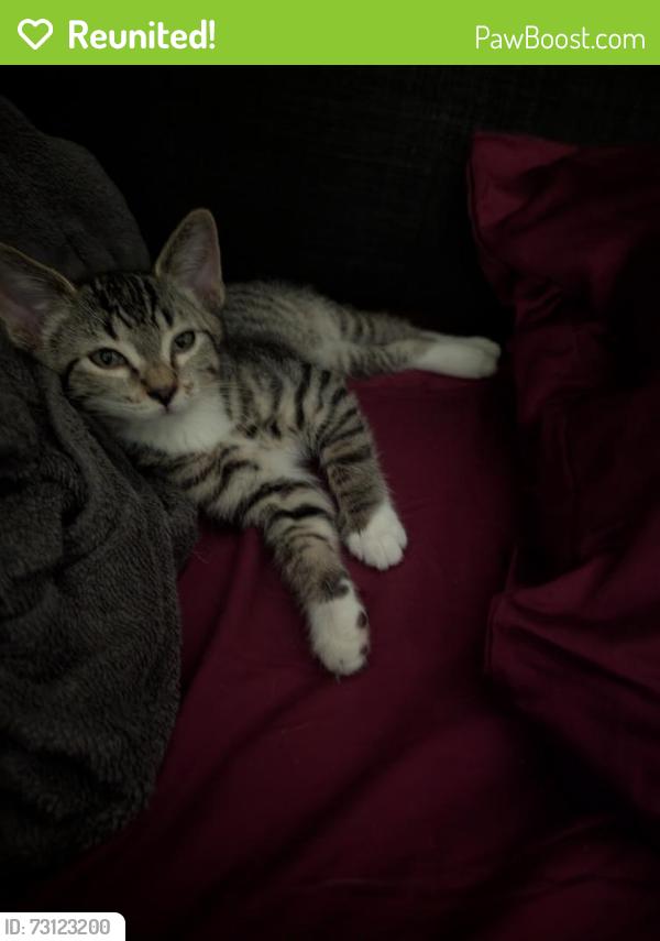 Reunited Male Cat last seen Burbank Blvd., woodland Hills, Los Angeles, CA 91367