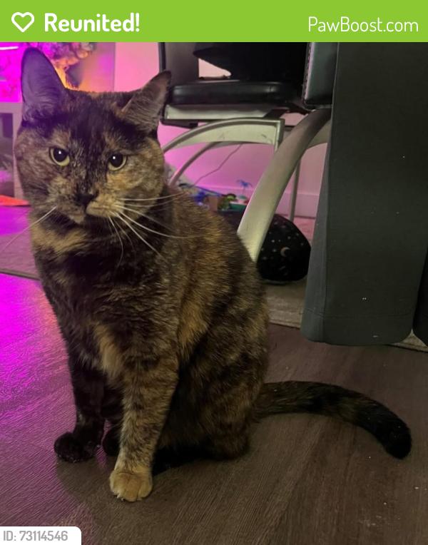 Reunited Female Cat last seen Near ave 102 street, Edmonton, AB T5E 4J5