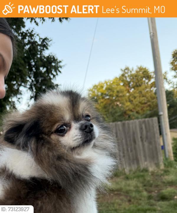 Found/Stray Unknown Dog last seen Chipman Road, Lee's Summit, MO 64081