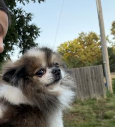 Found/Stray Unknown Dog last seen Chipman Road, Lee's Summit, MO 64081