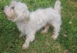 Reunited Male Dog last seen Oak Ave Abbotsford, Abbotsford, BC 