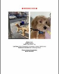 Lost Male Dog last seen 52nd Media Harlan Conestoga, Philadelphia, PA 19131