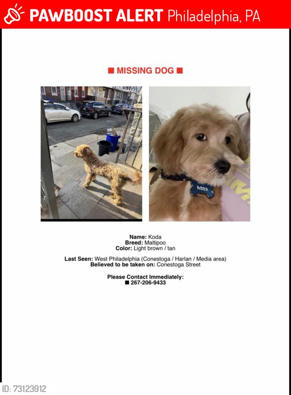 Lost Male Dog last seen 52nd Media Harlan Conestoga, Philadelphia, PA 19131