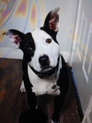 Lost Male Dog last seen furitr8dge rd, Sacramento, CA 95824