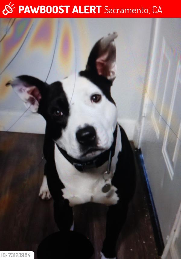 Lost Male Dog last seen furitr8dge rd, Sacramento, CA 95824