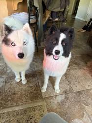 Reunited Male Dog last seen White cloud road, Family Acres Lane, Leechburg, PA 15656