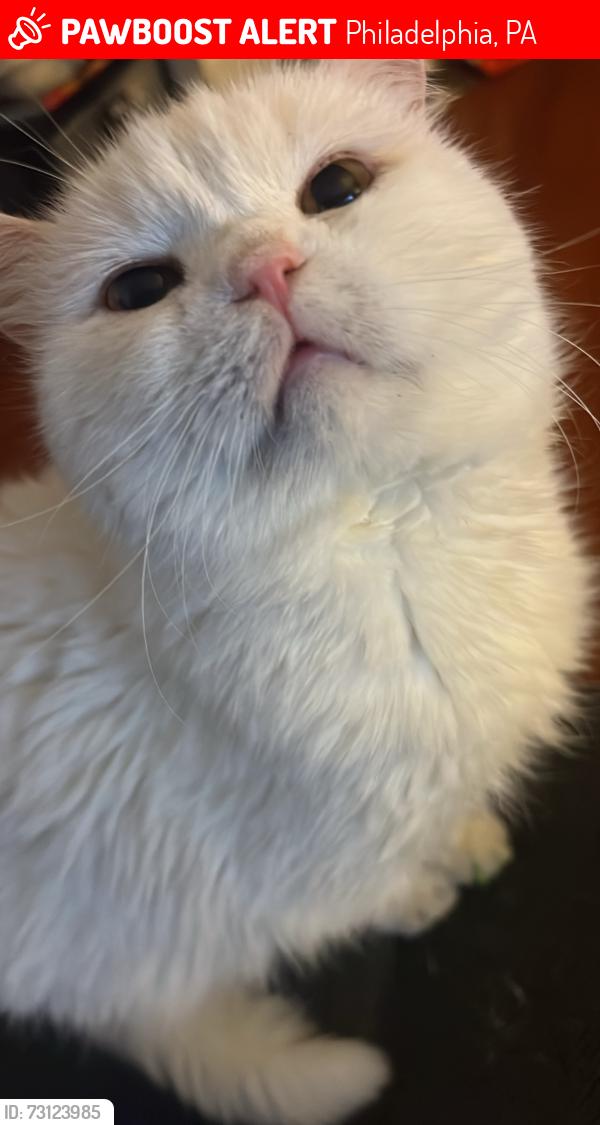 Lost Male Cat last seen Rockwell and Cottman Avenue, Philadelphia, PA 19111