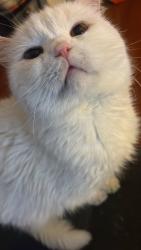 Lost Male Cat last seen Rockwell and Cottman Avenue, Philadelphia, PA 19111